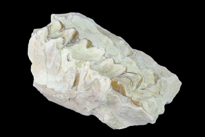Oreodont (Merycoidodon) Jaw Section - South Dakota #136032